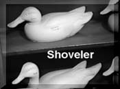 Shoveler