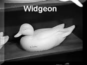 Wigeon