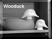 Wood duck
